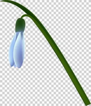 Snowdrop. Realistic snowdrop flower. spring symbols on transparent, png. na.. Stock Illustration