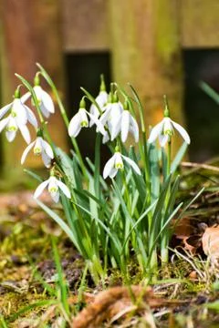 Snowdrop on the roadside Stock Photos