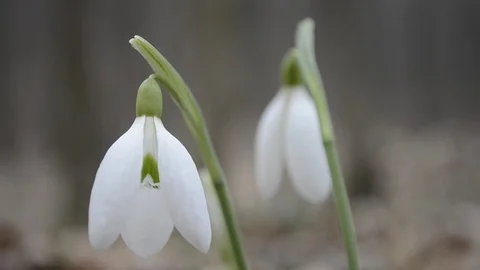 Snowdrop Shooting close-up. Stock Footage 102334709