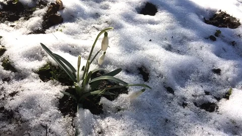 Snowdrop in snow Stock Footage 86196525