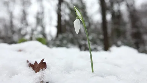 Snowdrop in the snow Stock Footage 148484640