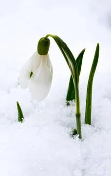 Snowdrop in snow Foto stock