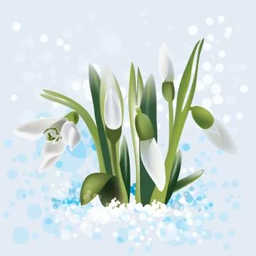 Snowdrop in snow, vector illustration Stock Illustration