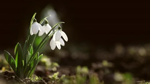 Snowdrop spring dark background Stock Footage 46004095