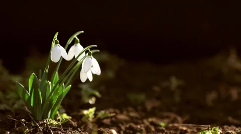 Snowdrop spring dark background Stock Footage 46004379