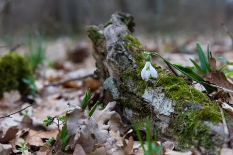 Snowdrop spring flower and tree trunk Stock Photos