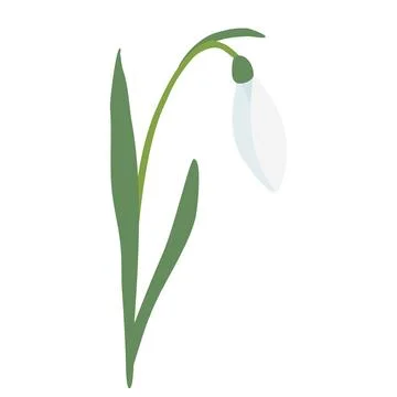 Snowdrop spring flower with leaning bud, isolated on white background, vector Stock Illustration