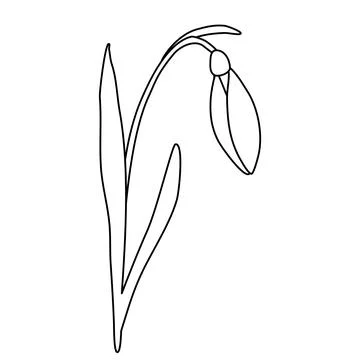 Snowdrop spring flower with leaning bud, doodle style flat vector outline for Stock Illustration