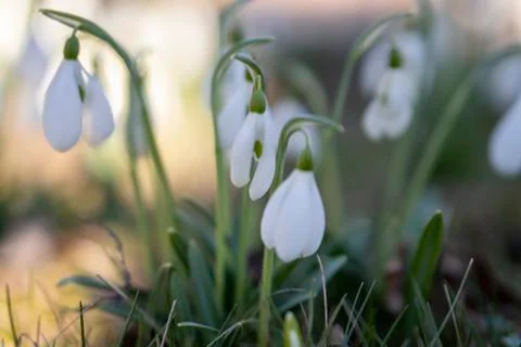 Snowdrop spring flowers in a clearing in the forest. Snowdrop -symbol of spring Stock Photos