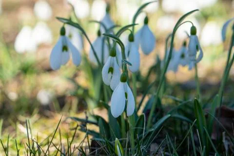Snowdrop spring flowers in a clearing in the forest. Snowdrop -symbol of spri Stock Photos