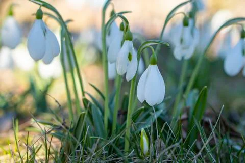 Snowdrop spring flowers in a clearing in the forest. Stock Photos