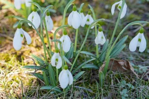 Snowdrop spring flowers in a clearing in the forest. Stock Photos