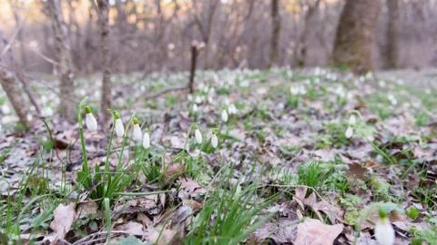 Snowdrop spring flowers in forest Stock Photos