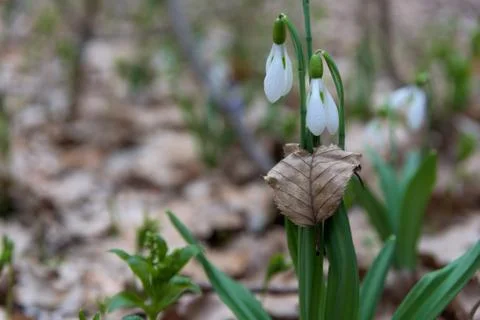 Snowdrop spring flowers in leaf Stock Photos