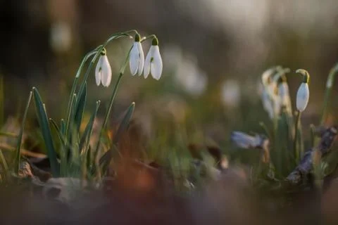Snowdrop spring flowers Stock Photos