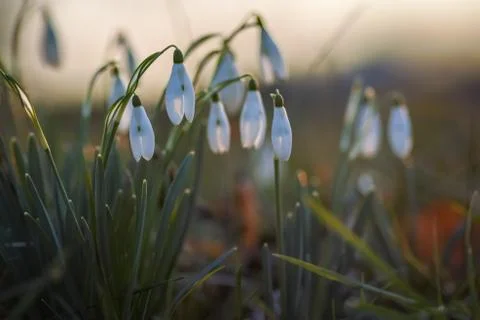Snowdrop spring flowers Stock Photos