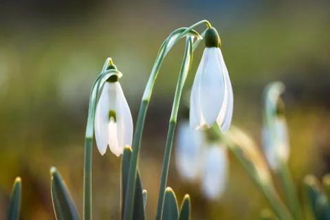 Snowdrop spring flowers Stock Photos