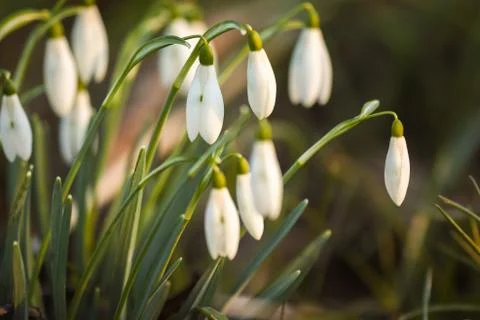 Snowdrop spring flowers Stock Photos