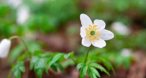 Snowdrop in spring forest close-up. Many white flowers in the background after Stock Photos
