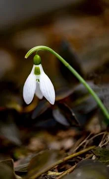 Snowdrop in the spring forest dark background Stock Photos