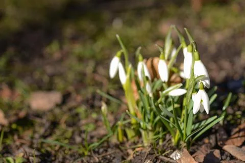 Snowdrop in spring on the forest floor Stock Photos