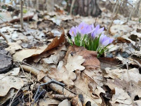 Snowdrop in spring forest Foto stock