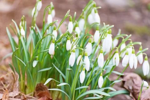 Snowdrop in spring II Stock Photos