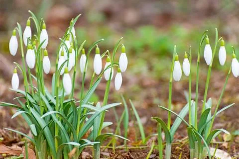 Snowdrop in spring III Stock Photos