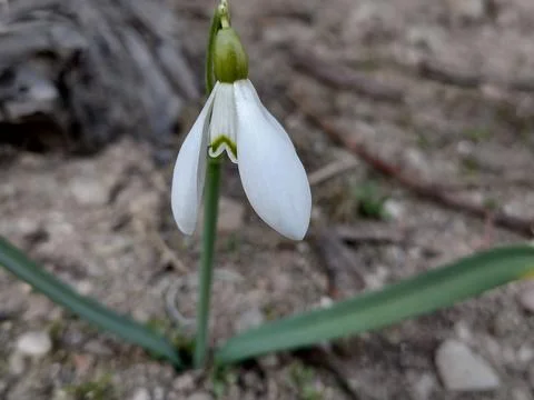 Snowdrop in the spring - Romania Foto stock