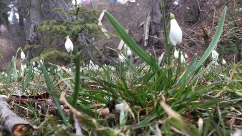 Snowdrop in springtime Stock Footage 72586681