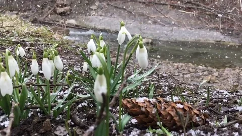 Snowdrop in springtime Stock Footage 72586721