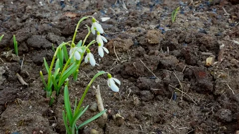 Snowdrop swaying in the wind during a soil. Flowers are composed in right part o Stock Footage 157292716