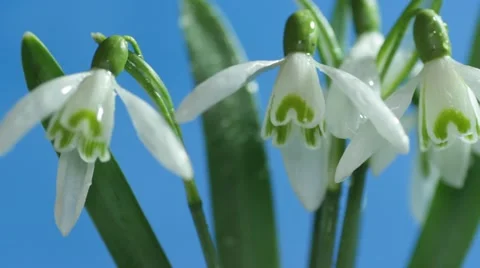 Snowdrop swaying in the wind Stock Footage 48787400