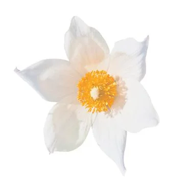 Snowdrop on transparent background. Head spring flower Stock Photos