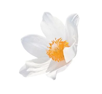 Snowdrop on transparent background. Head spring flower Stock Photos