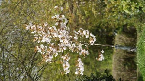 Snowdrop Tree at rest Stock Photos
