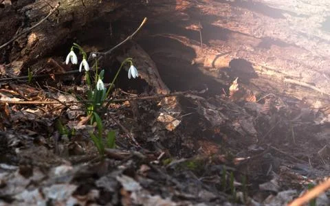 Snowdrop in the Ukrainian forest, the first spring flower Stock Photos