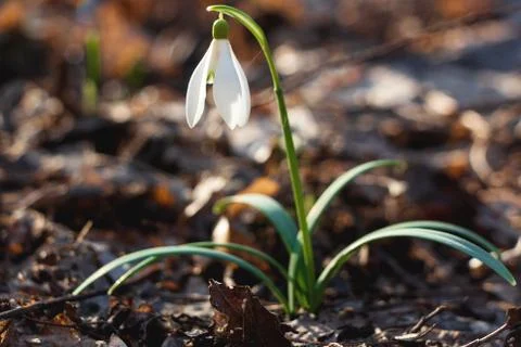 Snowdrop in the Ukrainian forest, the first spring flower Stock Photos