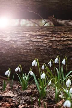 Snowdrop in the Ukrainian forest, the first spring flower Stock Photos