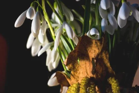 Snowdrop in the Ukrainian forest, the first spring flower Stock Photos