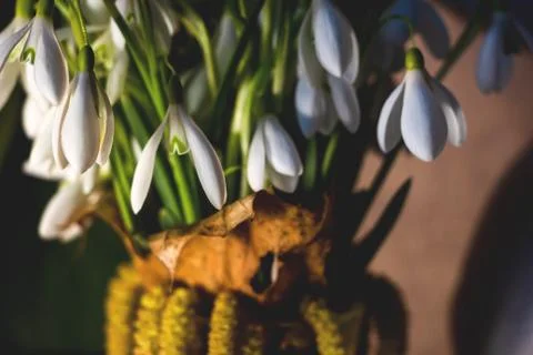 Snowdrop in the Ukrainian forest, the first spring flower Stock Photos