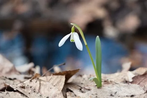 Snowdrop in the Ukrainian forest, the first spring flower Stock Photos
