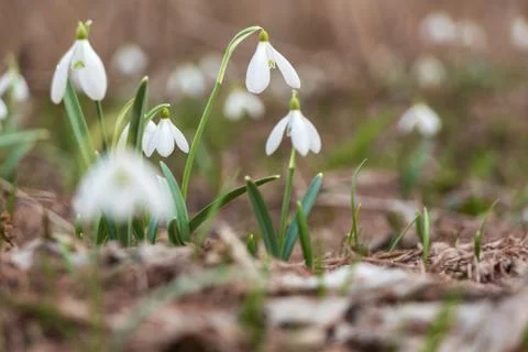 Snowdrop in the Ukrainian forest, the first spring flower Stock Photos