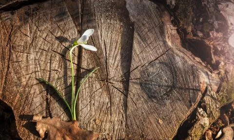 Snowdrop in the Ukrainian forest, the first spring flower Stock Photos