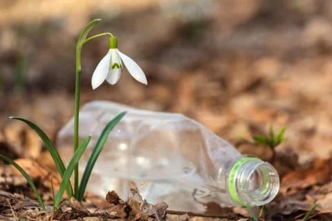 Snowdrop in the Ukrainian forest, the first spring flower Stock Photos