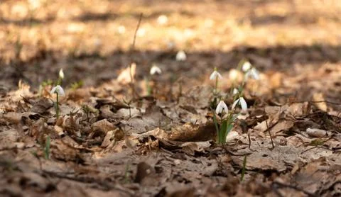 Snowdrop in the Ukrainian forest, the first spring flower Stock Photos
