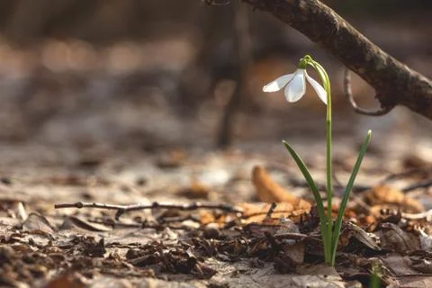 Snowdrop in the Ukrainian forest, the first spring flower Stock Photos