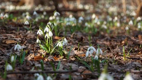 Snowdrop in the Ukrainian forest, the first spring flower Stock Photos
