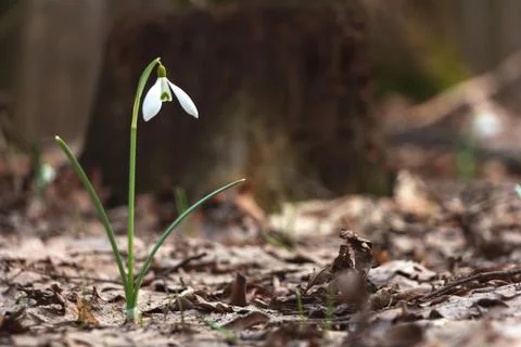 Snowdrop in the Ukrainian forest, the first spring flower Stock Photos