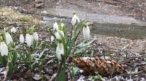 Snowdrop under falling snow Stock Footage 61829546